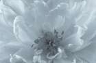 USA, Washington State, Seabeck. Close-up of peony flower. Art Print